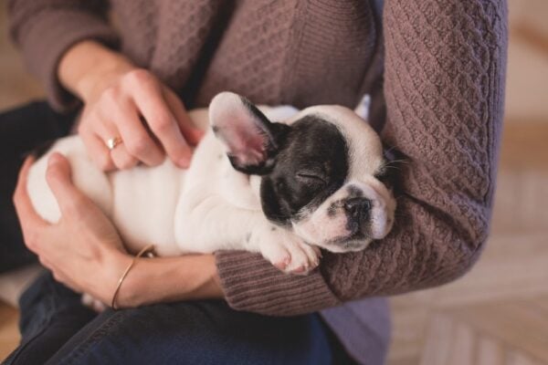 cost of owning a dog - dog adoption philippines cost of owning a dog - dog adoption philippines