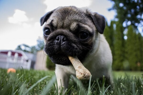 cost of owning a dog - dog maintenance cost cost of owning a dog - dog maintenance cost