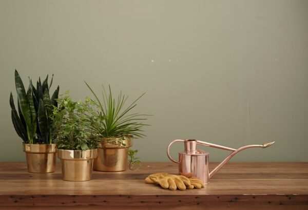 ways to celebrate Mother's Day - plants as gift ways to celebrate Mother's Day - plants as gift