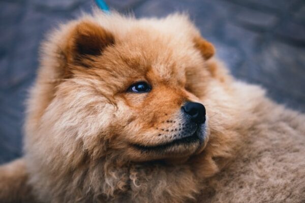 cost of owning a dog - chow chow price philippines