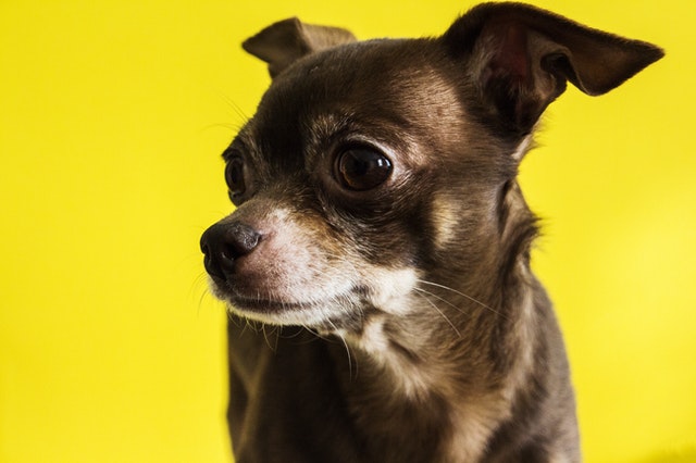 cost of owning a dog - chihuahua price philippines cost of owning a dog - chihuahua price philippines