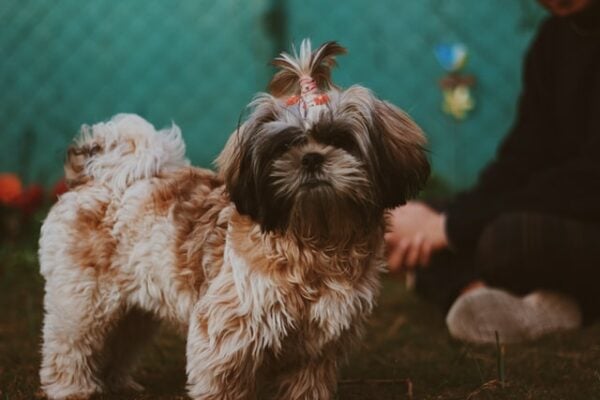cost of owning a dog - shih tzu price philippines