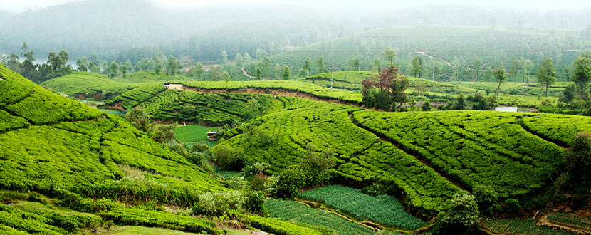 Nuwara Eliya in Sri Lanka -SingSaver