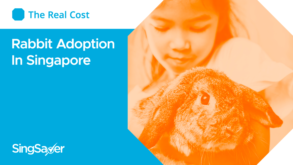 The Real Cost Rabbit Adoption Singapore (Cost, HowTos, Where to Get)