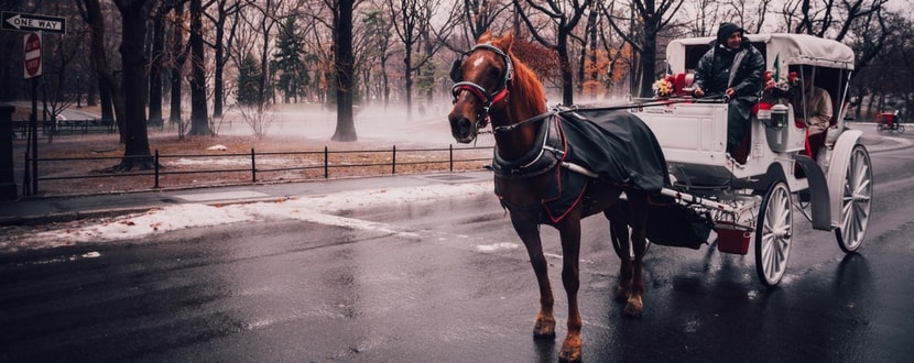 central-park-new-york-horse-carriage-min