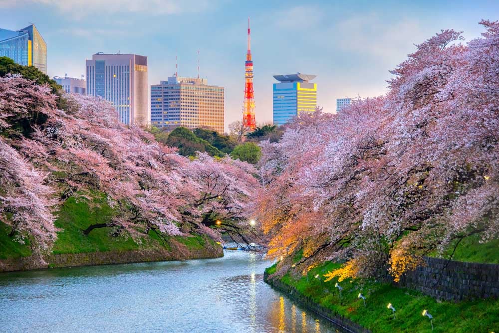 Tokyo Sakura Season 2019 | SingSaver