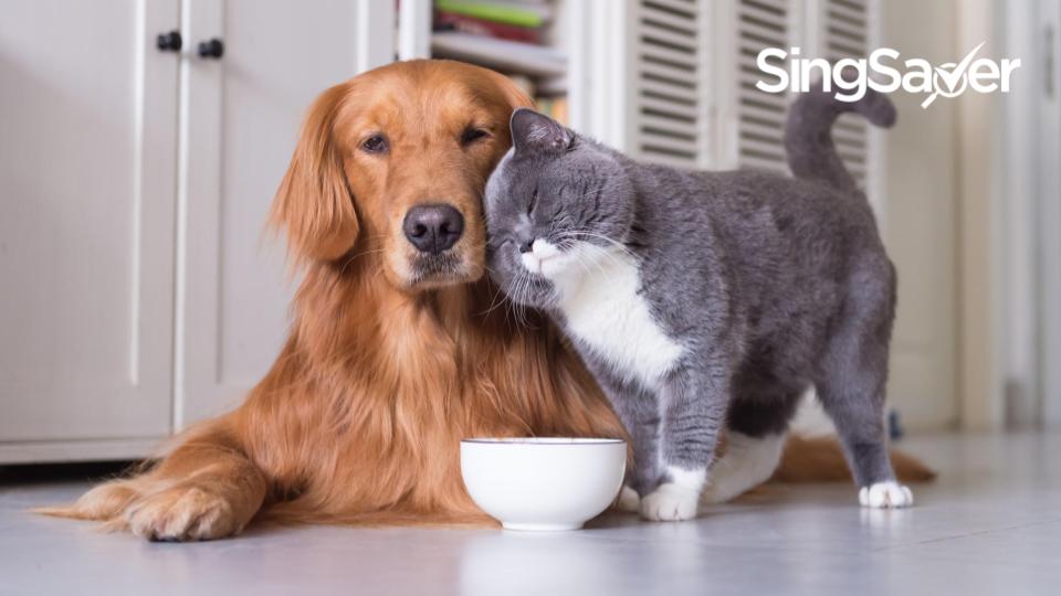 Best Online Pet Shops In Singapore With Free Delivery 2020