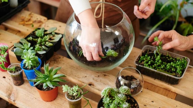 11 Best Plants For Your Terrarium 2022 + How To Care For Them