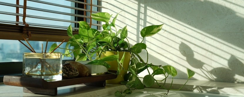 Money plant by window-min - SingSaver