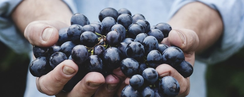 grapes in hands-min