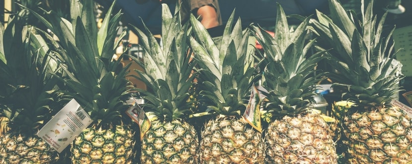 organically farmed pineapples in a row