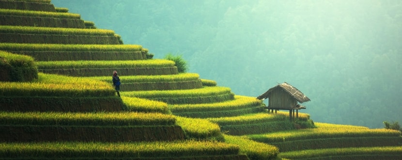 organic rice farming