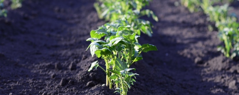 vegetable-garden