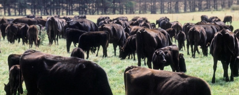 wagyu cows