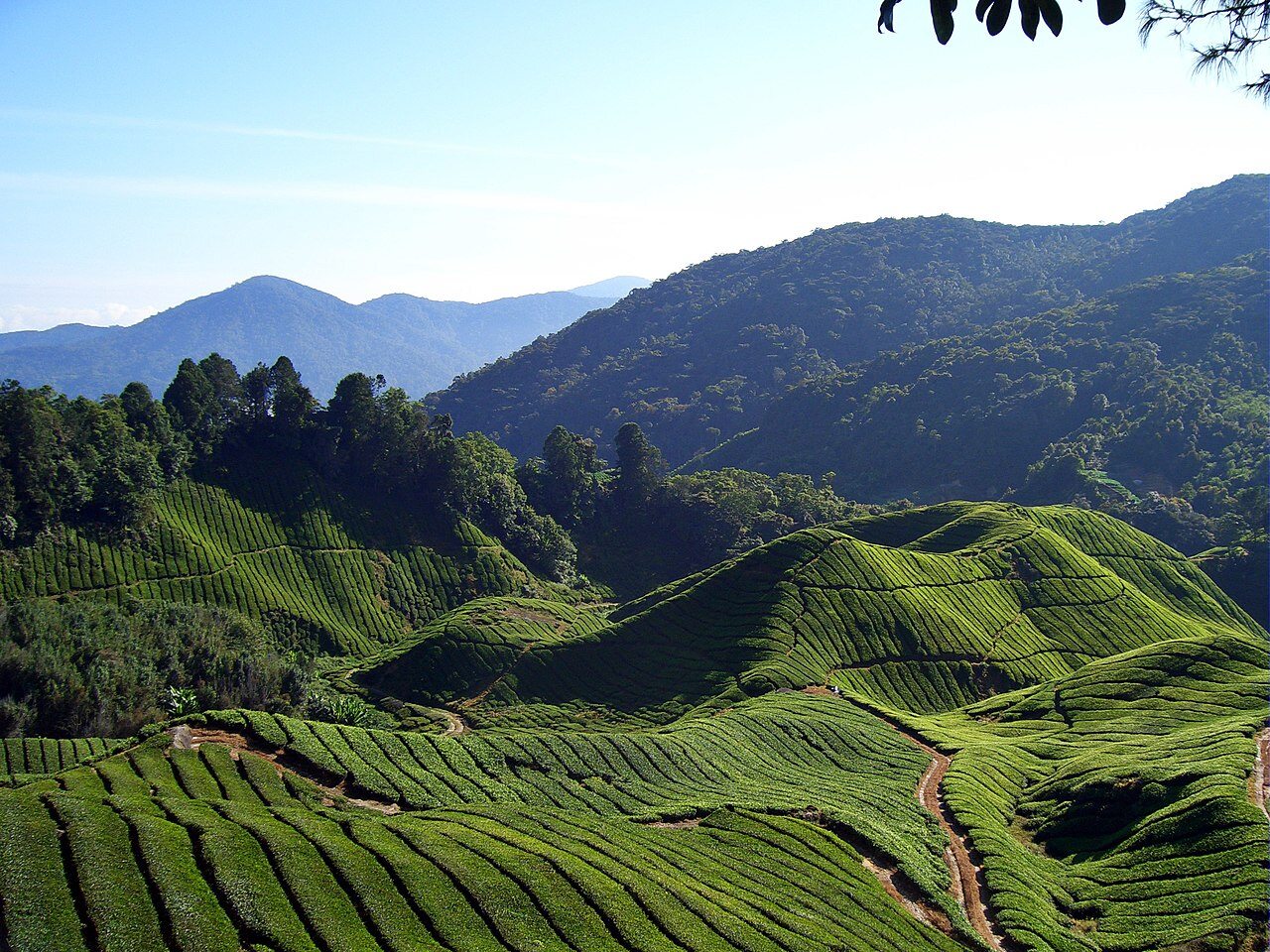 Cameron Highlands Malaysia tourist attraction