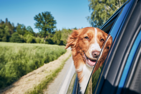 car insurance add-ons - pet injury coverage