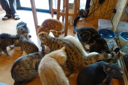 catmosphere cat cafe, a tourist attraction in chiang mai