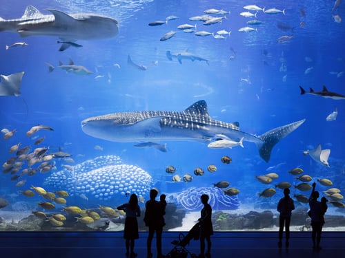 chimelong ocean kingdom is a must see for amazing wildlife