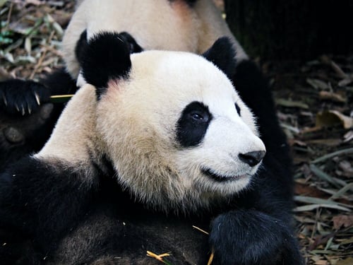 china’s giant pandas