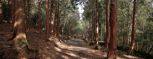 day view of a serene forest path lined with tall trees in jeju