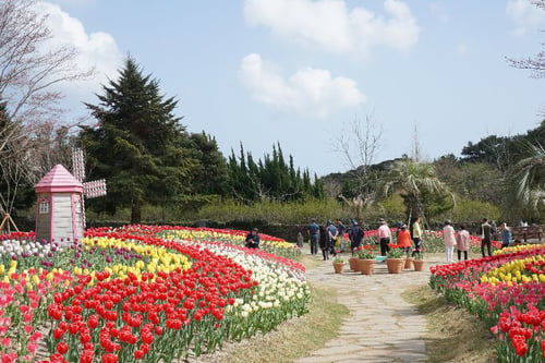 day view of a vibrant tulip garden in sanghyowon, jeju