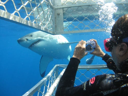 diver visiting a shark diving tourist attraction in perth