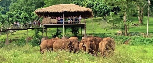 elephant nature park, a tourist attraction in chiang mai