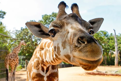 feeding giraffes and other activities in australia’s perth zoo.