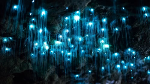 glow worm caves and nature attractions in gold coast