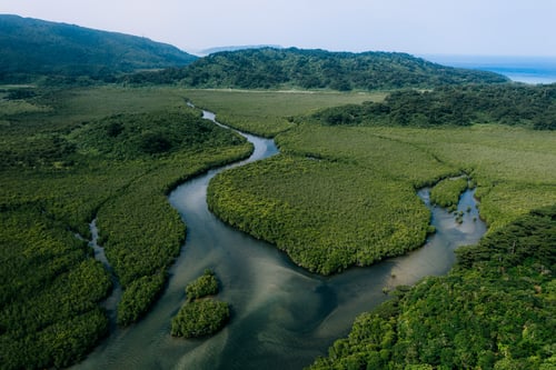 iriomotes biomes look alot like singapore’s