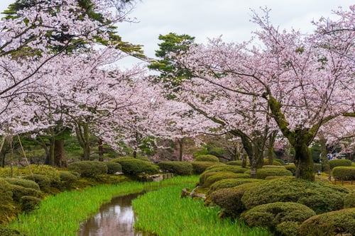 kenrokuen sakura blossoms
