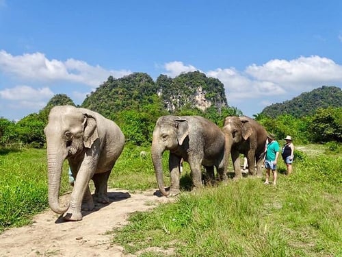 krabi elephant sanctuary, an attraction in krabi