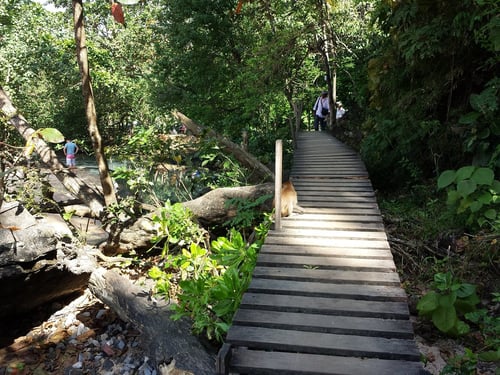 monkey trail, a popular tourist attraction in krabi