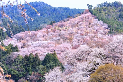 nara’s main tourist attraction in spring is its cherry blossoms