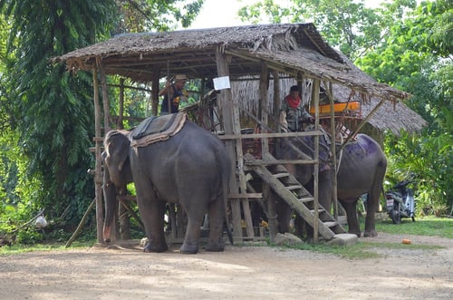 nosey parker’s elephant camp, an attraction in krabi