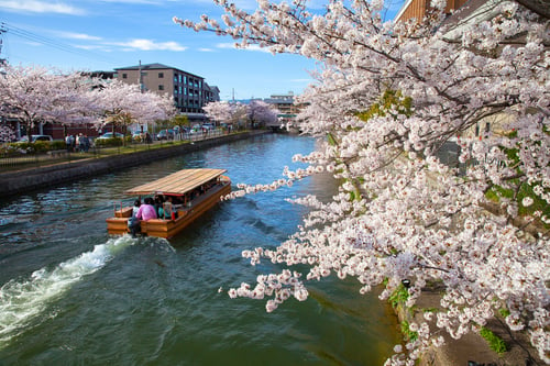 okazaki canal sakura blossoms