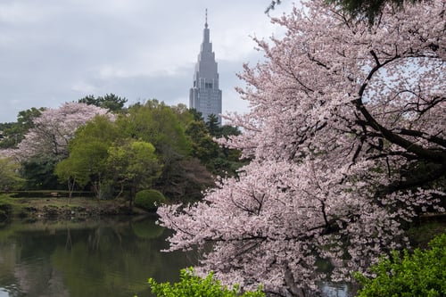 shinjuku gyoen sakura blossoms