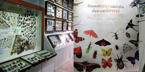 siam insect zoo, a tourist attraction in chiang mai