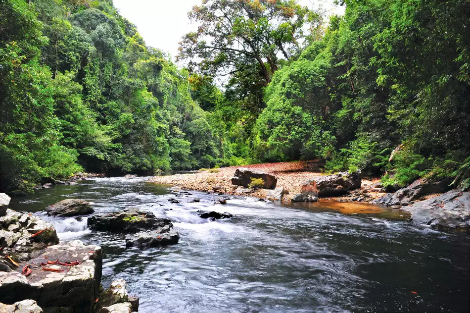 Taman Negara, tourist attraction in Malaysia and one of the oldest rainforests in the world.
