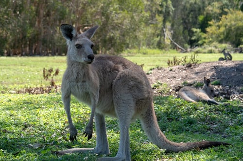 tamborine mountain is one of the best attractions to visit to spot some wildlife in gold coast