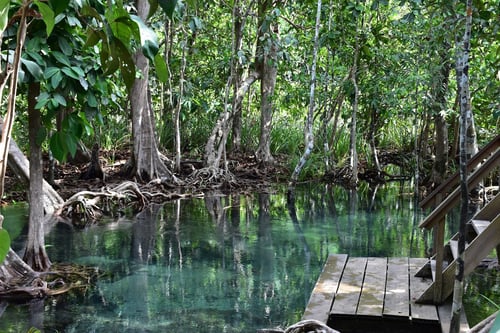 tha pom klong song nam, an attraction in krabi