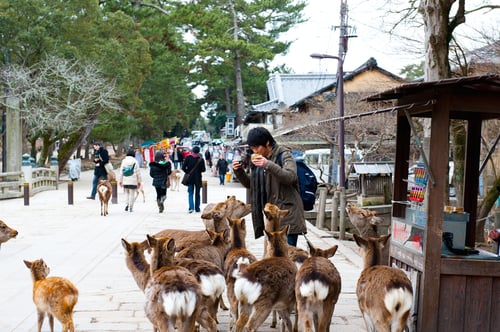 the deer make nara park a must see tourist attraction