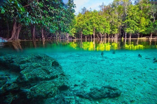 thung teao forest natural park, an attraction in krabi