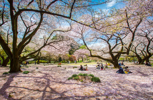 ueno park sakura blossom