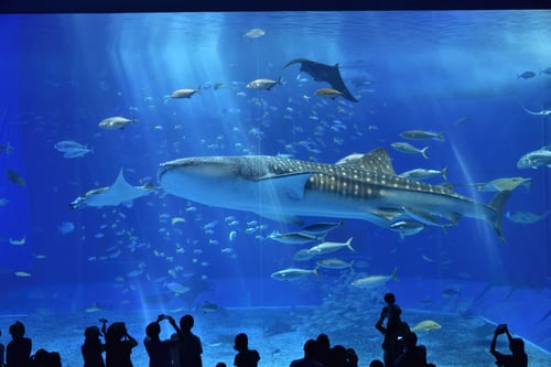 whale sharks at churaumi aquarium