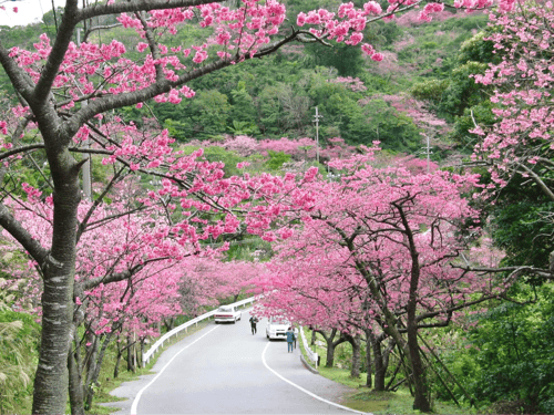 yaedake cherry blossom festival, at sakuramori park