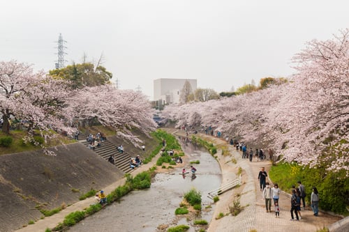 yamazakigawa sakura blossoms