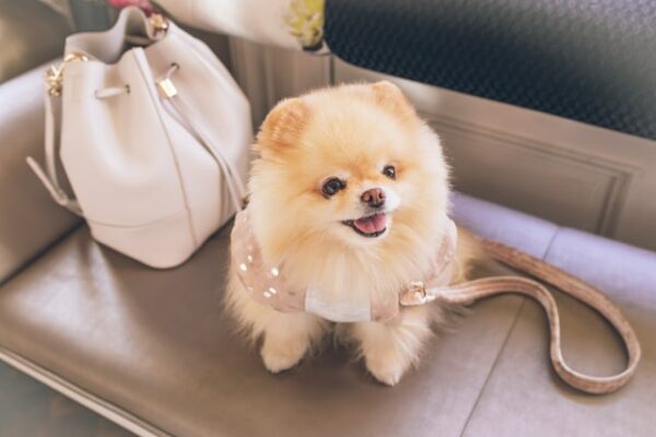 cost of owning a dog - pomeranian dog price philippines