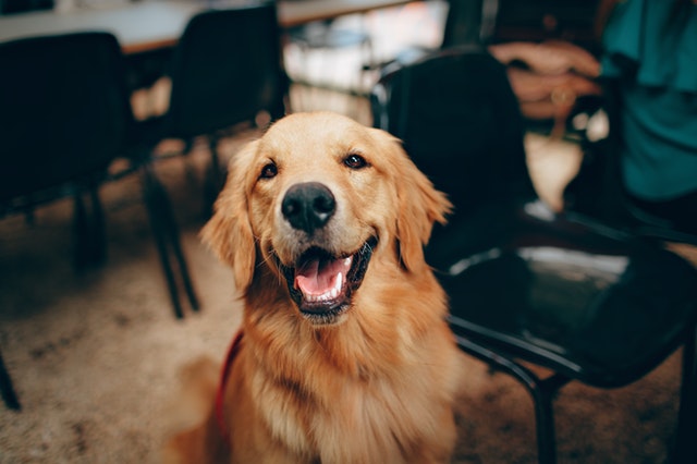 cost of owning a dog - golden retriever price philippines