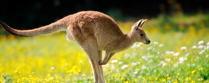 baby kangaroo hoping -SingSaver
